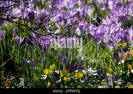 Frühe Frühlingswiesen mit vielen Krokusblüten, Winterakoniten in Gartenblumen unter Sträuchern, Winterakonite Crocus Garten Frühlingsblumen Stockfoto