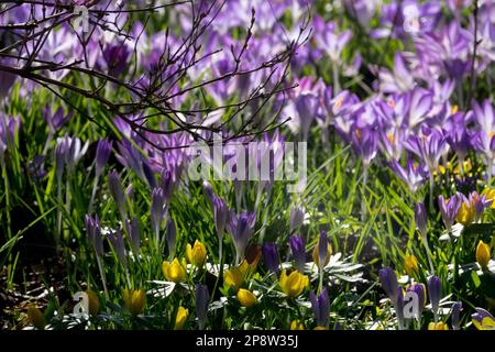 Frühlingswiesen mit vielen blühenden Krokussen, Winterakoniten in Gartenblumen unter Sträuchern, Winter Aconite Crocus Stockfoto