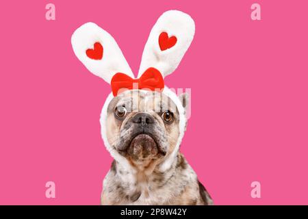 Lustiger französischer Bulldog mit Osterhasen-Kopfband und Herzen auf pinkfarbenem Hintergrund Stockfoto