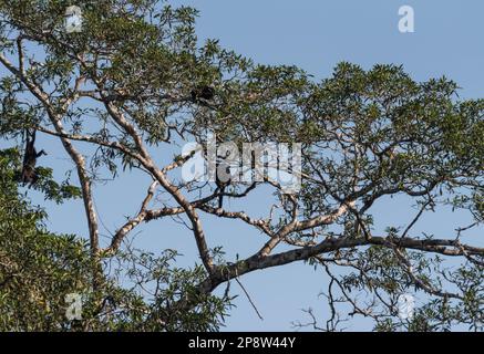 Yucatan Black Howler (Alouatta Pigra) in Bäumen im Staat Chiapas, Mexiko Stockfoto