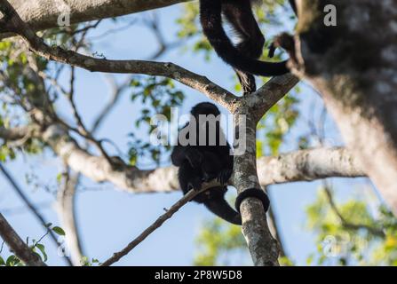 Junger Yucatan Black Howler (Alouatta Pigra) in Bäumen im Staat Chiapas, Mexiko Stockfoto