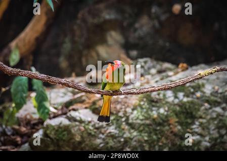 Wunderschöner Vogel Rotbärtiger Bienenfresser (Nyctyornis amictus) grüner Vogel mit rotem Bart und rosa Stirn Stockfoto