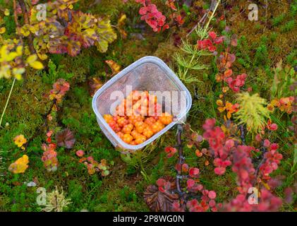 Wolfsbeere in Schüssel auf bunten Blättern im Hintergrund in Bergen in der Nähe von Hemsedal Buskerud Norwegen, skandinavische Natur, Outdoor-Schönheit, vegetarisches Dessert Stockfoto