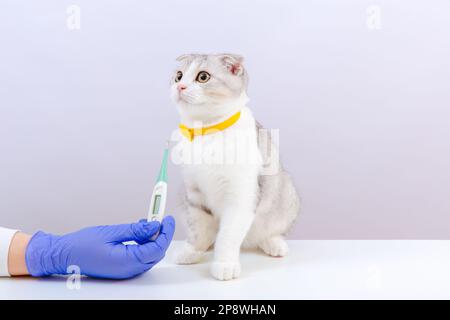 Tierärztin in blauen Handschuhen, die ein Thermometer in der Hand hält. Der Tierarzt untersucht die Katze im Tierkrankenhaus. Weißer Hintergrund. Stockfoto