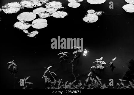 Schwarzweiß-Schwarzweiß-Bild der Reflexionssonne über dem Wasser eines Sees, voller Blätter von Wasserlilien, Familie Nymphaeaceae, blühende Pflanzen. Stockfoto