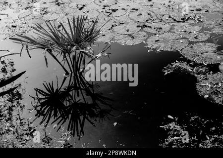 Schwarzweiß-Schwarzweiß-Bild der Reflexion einer Palme über dem Wasser eines Sees, voller Blätter von Wasserlilien, Familie Nymphaeaceae. Stockfoto