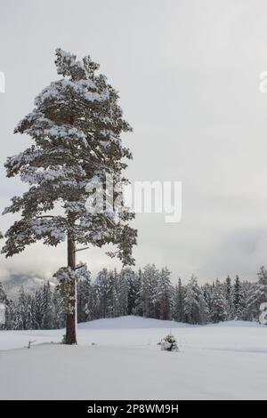 Kiefern bedeckt mit Schnee in der Nähe von Hemsedal, Norwegen, Natur im Freien Stockfoto