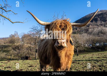 Große Rinder, dick gezüchtet mit langen Hörnern auf dem grünen Feld Stockfoto