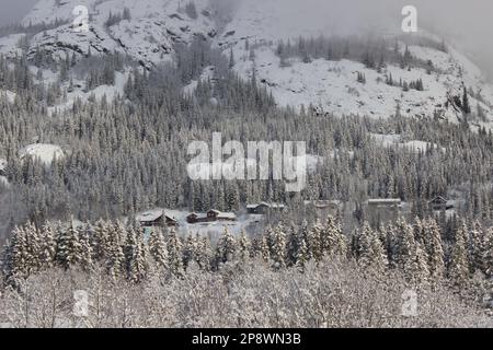 Kiefern bedeckt mit Schnee in der Nähe von Hemsedal, Norwegen, Natur im Freien Stockfoto