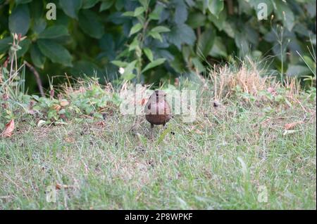 Eine weibliche Amsel ( Turdus merula ) steht in freier Wildbahn auf einer Wiese Stockfoto