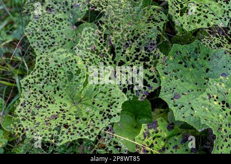 Viele Löcher in großen grünen Blättern des Waldes Stockfoto