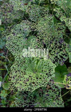 Viele Löcher in großen grünen Blättern des Waldes Stockfoto