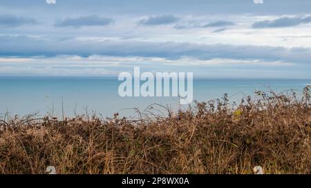 Strauchholz und Brahlen auf einer Klippe vor dem Meer (Albatre Coast in der Normandie, Frankreich) Stockfoto