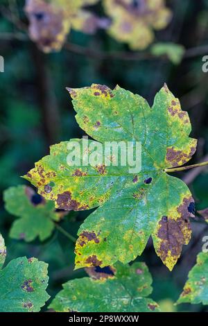 Großes grünes Blatt mit braunen Flecken, irgendeine Krankheit Stockfoto