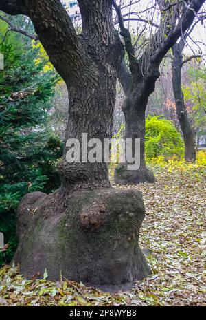 Der Stamm alter Bäume im Herbst zwischen den gelben gefallenen Blättern Stockfoto