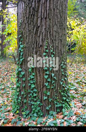 Junge Efeu-Stämme wachsen auf dem Stamm eines alten Baumes Stockfoto