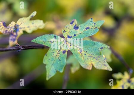 Großes grünes Blatt mit braunen Flecken, irgendeine Krankheit Stockfoto