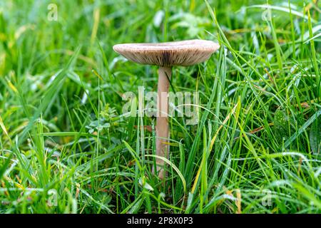 Einsame Pilze auf der grünen Wiese von nassem Gras Stockfoto