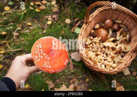 Hand hält Agaric oder Amanita mit einer Orangenfliege neben einem Korb voller essbarer Wildpilze Stockfoto