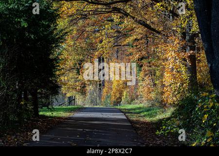 Waldweg entlang des farbenfrohen Herbstwaldes Stockfoto