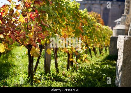 Bunte Blätter in einem Weinberg im Herbst Stockfoto