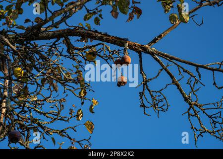 Faule braune Äpfel auf einem sterbenden Apfelbaum Stockfoto