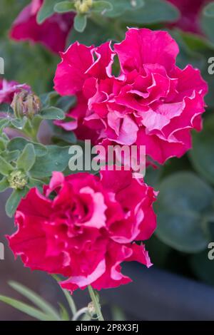 Rote doppelte Petunienblumen Stockfoto