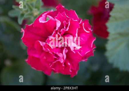 Rote doppelte Petunienblume Stockfoto