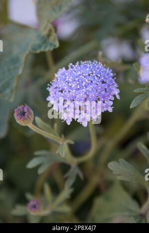 Blume Mit Blauer Spitze Stockfoto