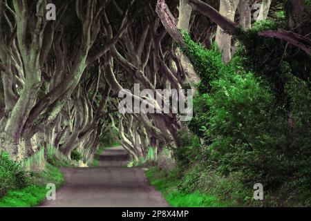 Berühmtes Touristenziel in Nordirland: Die Dark Hedges Stockfoto