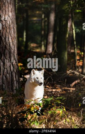Porträt des weißen Wolfs in der Sonne mit Wald im Hintergrund Stockfoto