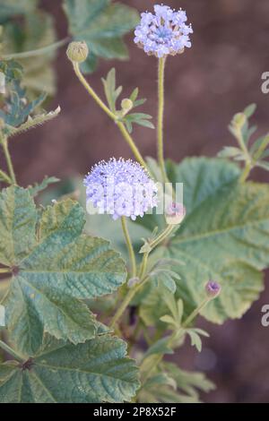 Blaue Spitzenblumen Stockfoto