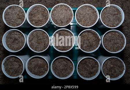 Im Frühjahr mit frischen Gemüsebechern aus Plastik Stockfoto