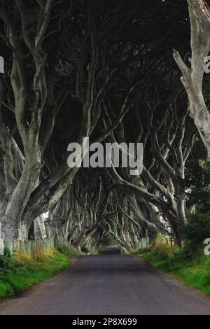 Alte Bäume der Dunklen Hecken entlang einer Landstraße in Nordirland Stockfoto