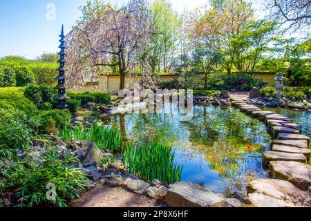 Idyllische Landschaft im japanischen Garten in Kaiserslautern im April 21 mit Teich und Kirschblüte (Kirschbaum), KOI-Karpfen (orange und rot), Steppin Stockfoto