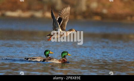 Jungtaubenente Anas platyrhynchos, die im Winter über einen See fliegt Stockfoto