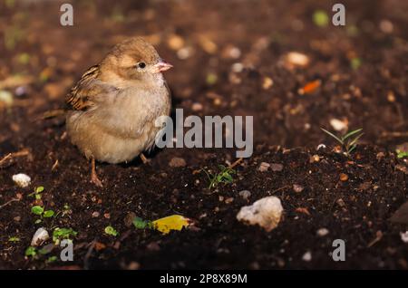 Der Spatz Passer domesticus steht auf dem Boden. Süßer kleiner brauner Vogel. Irland Stockfoto