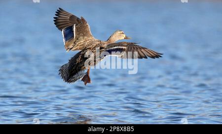 Jungtaubenente Anas platyrhynchos, die im Winter über einen See fliegt Stockfoto