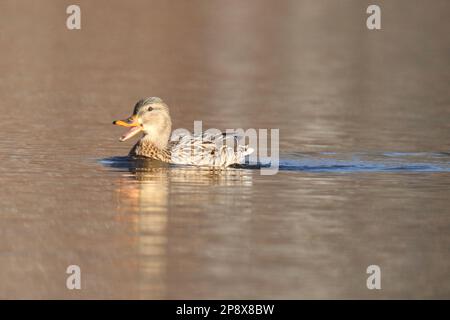 Weibliche Stockente Anas pltyrhynchos quakend auf einem See im Winter Stockfoto