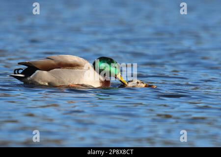 Paarung von Stockenten Anas platyrhynchos Stockfoto