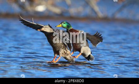 Zwei Stockenten Anas platyrhynchos fliegen zusammen, um im Winter auf einem See zu landen Stockfoto