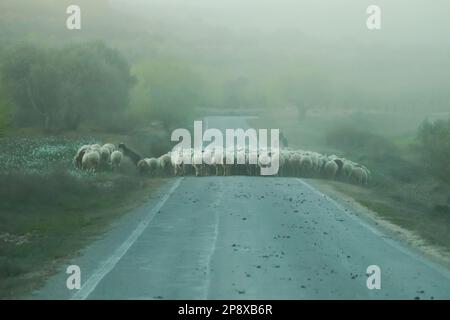 Shepherd überquert die Straße mit Schafherden am nebligen Tag, Saragossa, Aragon, Spanien Stockfoto