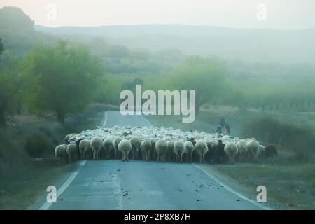 Shepherd überquert die Straße mit Schafherden am nebligen Tag, Saragossa, Aragon, Spanien Stockfoto