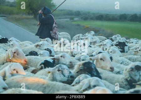 Shepherd überquert die Straße mit Schafherden am nebligen Tag, Saragossa, Aragon, Spanien Stockfoto