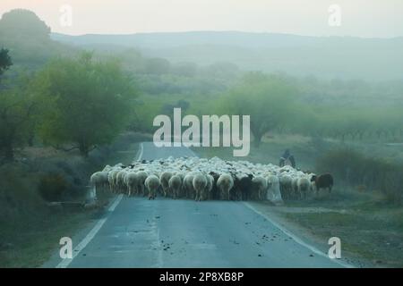 Shepherd überquert die Straße mit Schafherden am nebligen Tag, Saragossa, Aragon, Spanien Stockfoto