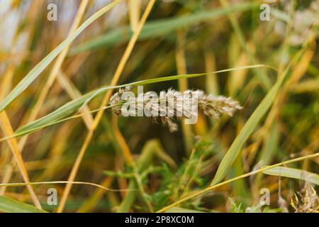 Phragmites australis, auch bekannt als Seezeichen Stockfoto