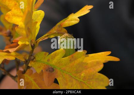 Pflanzen, Blumen und Bäume in der Ukraine Stockfoto