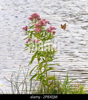 Ein Monarch-Schmetterling fliegt auf eine Sumpfmilchpflanze zu, am Rand eines Sees mit bestäubenden Bienen. Stockfoto