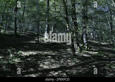 Bosque de hayas con el suelo limpio y verde en reserva natural del Saja, España Stockfoto