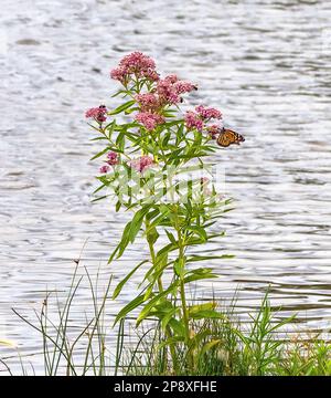 Eine Sumpfmilchkraut-Pflanze am Rand eines Sees mit verschiedenen Bestäubern, darunter ein Monarch-Schmetterling und einige Hummeln. Stockfoto